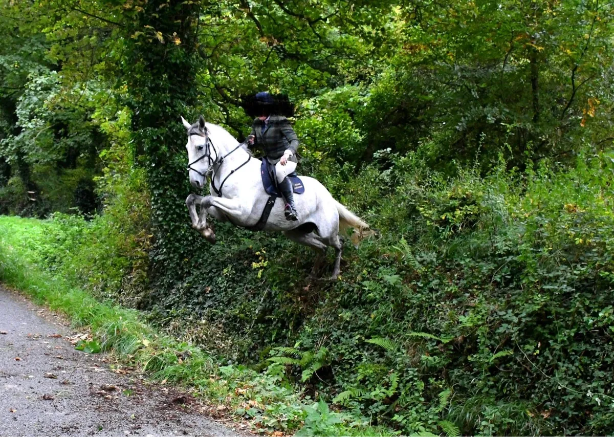 7 year old 17 hh Irish sport horse - Image 2
