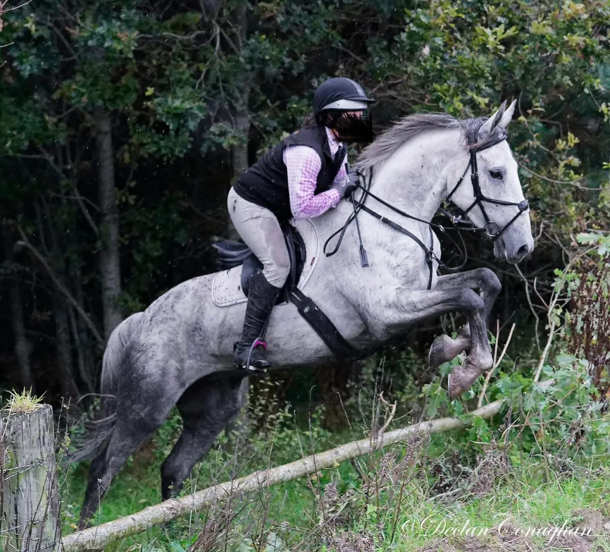 7 year old 17 hh Irish sport horse - Image 3