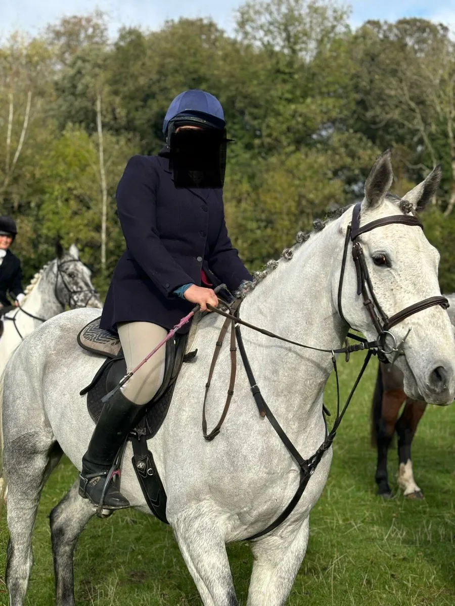7 year old 17 hh Irish sport horse - Image 4