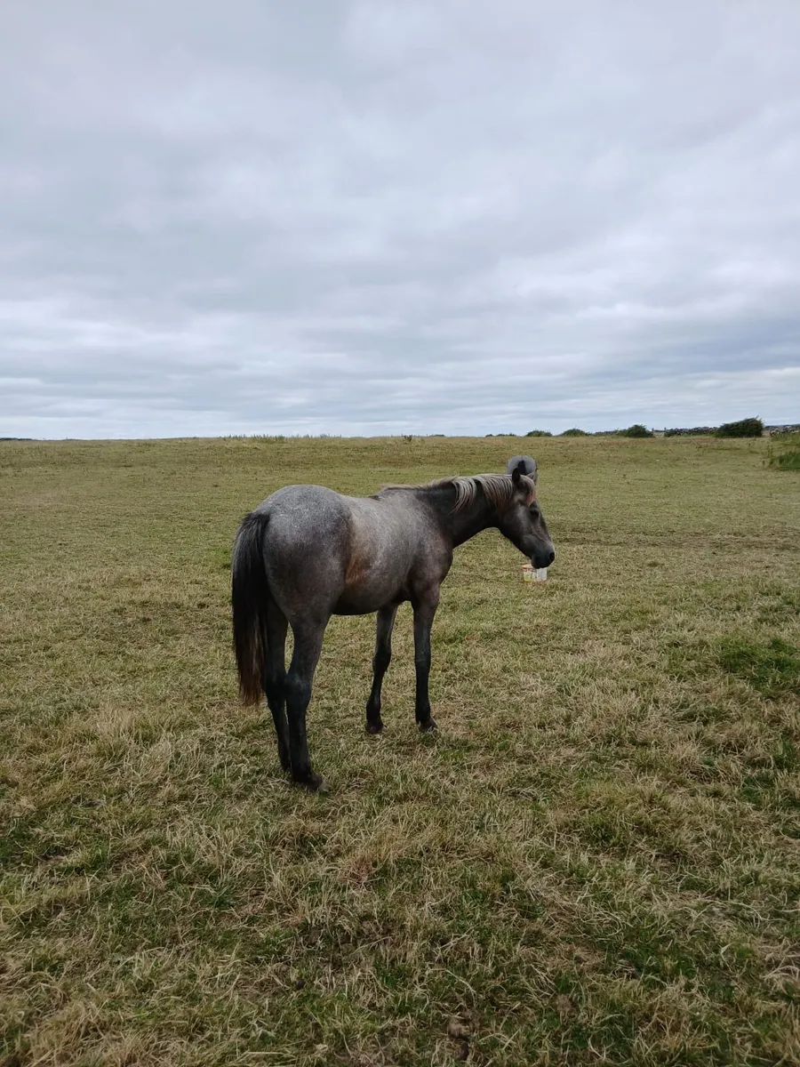 Small selection of yearling colts - Image 3