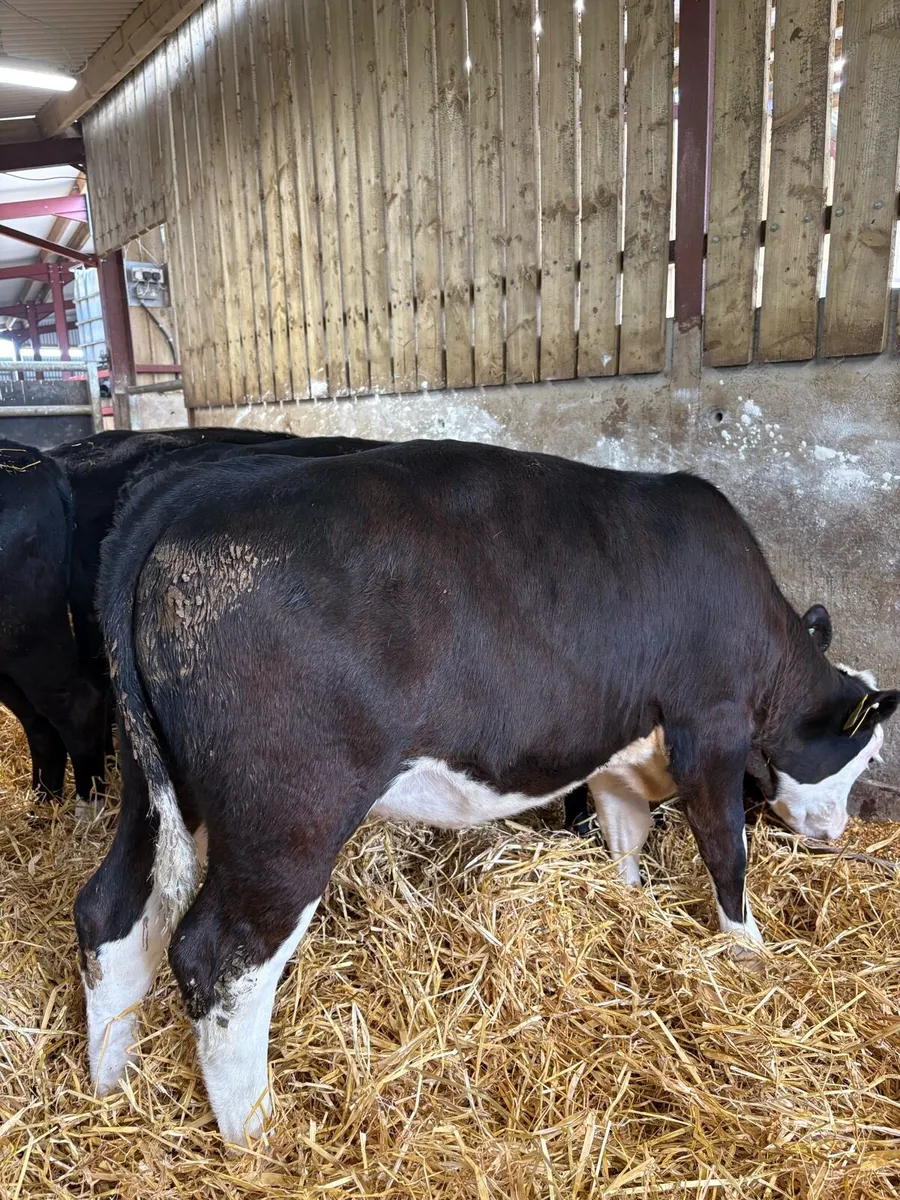 10 smashing 160kg Weanling heifers - Image 1