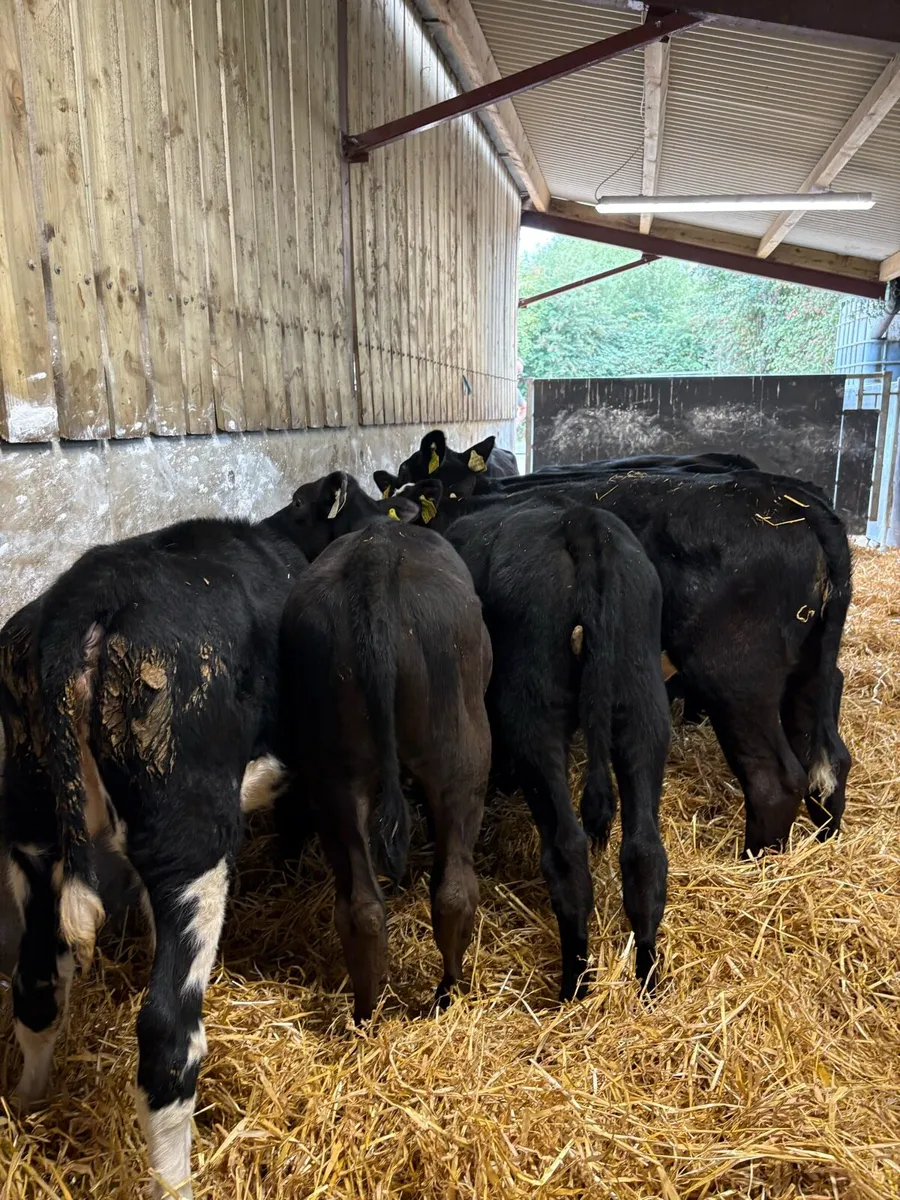 10 smashing 160kg Weanling heifers - Image 4