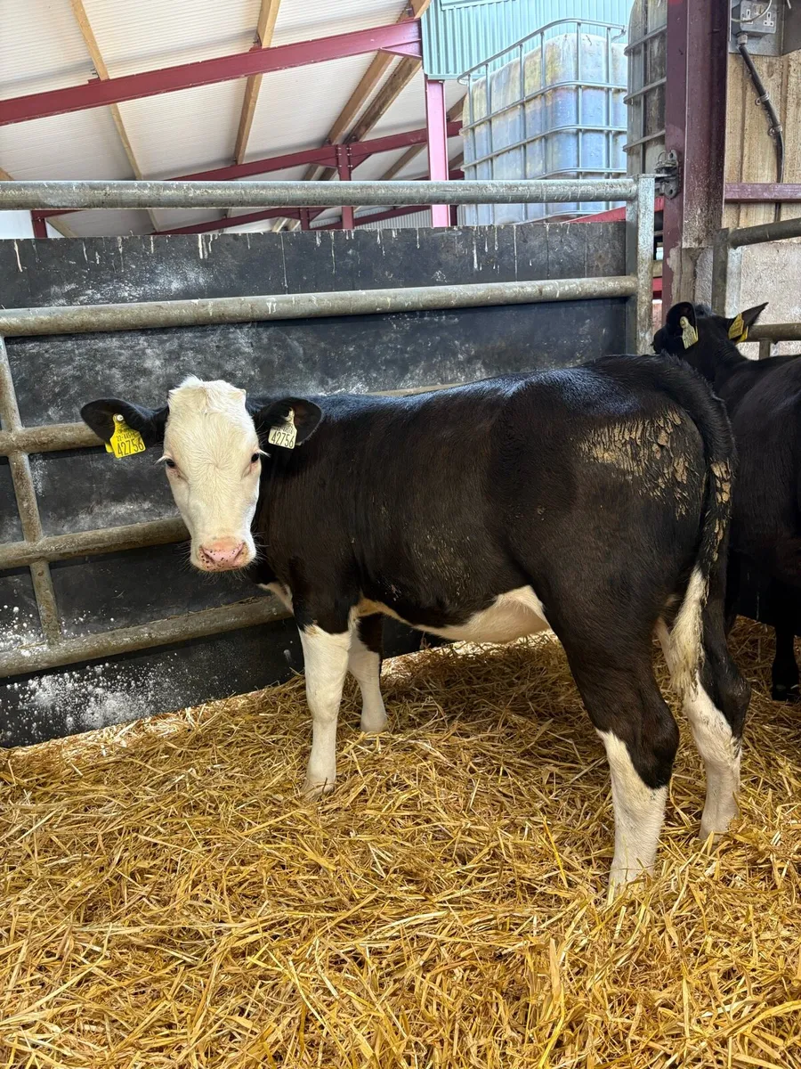 10 smashing 160kg Weanling heifers - Image 2