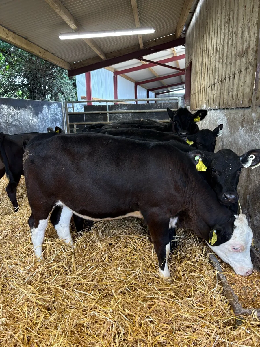 10 smashing 160kg Weanling heifers - Image 3