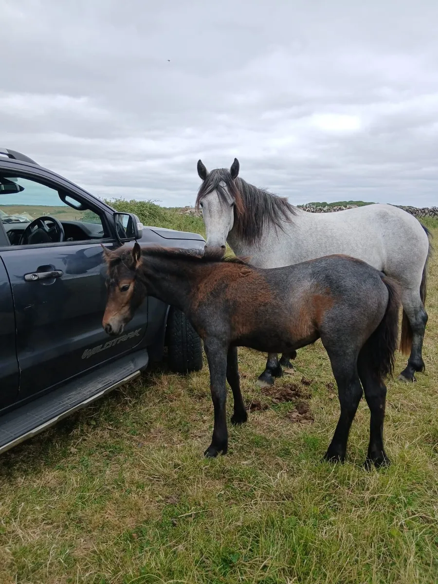 Colt foal for sale