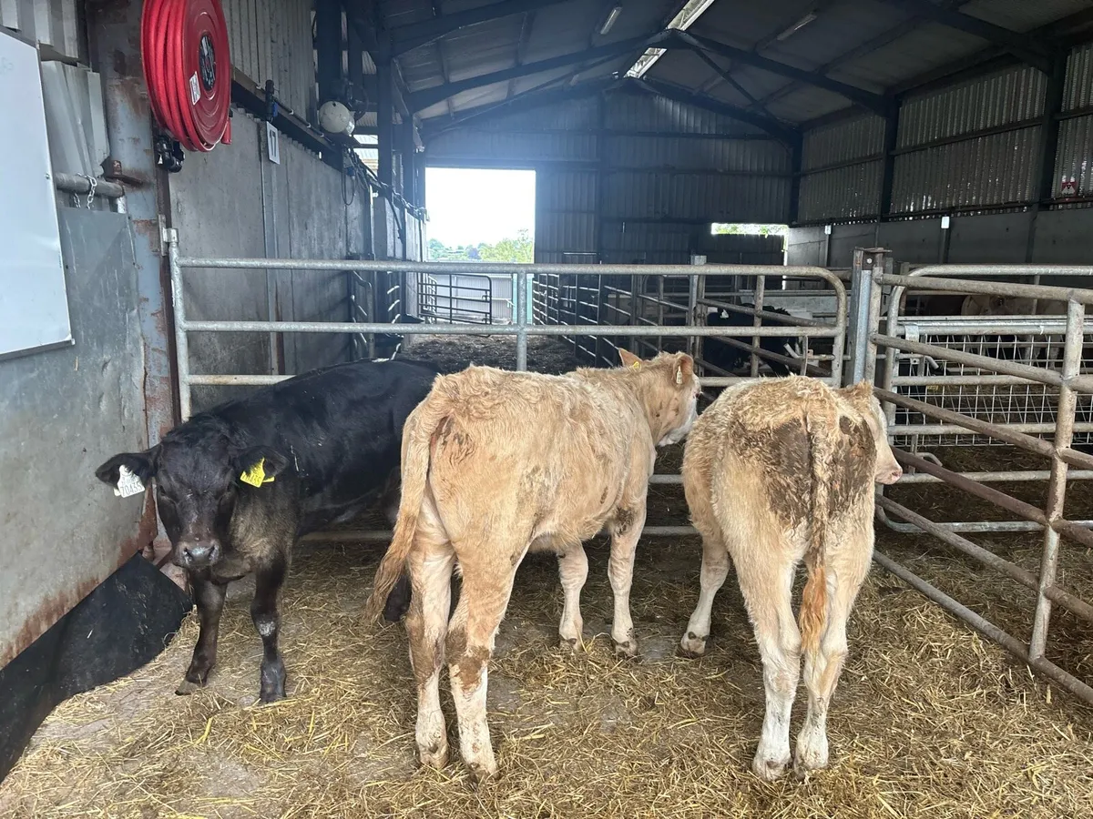 3 u grade continental weanling heifers - Image 2