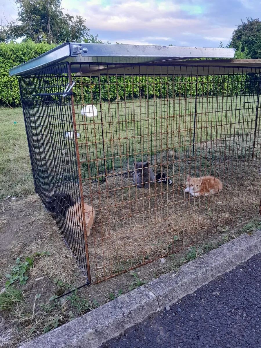 Kittens