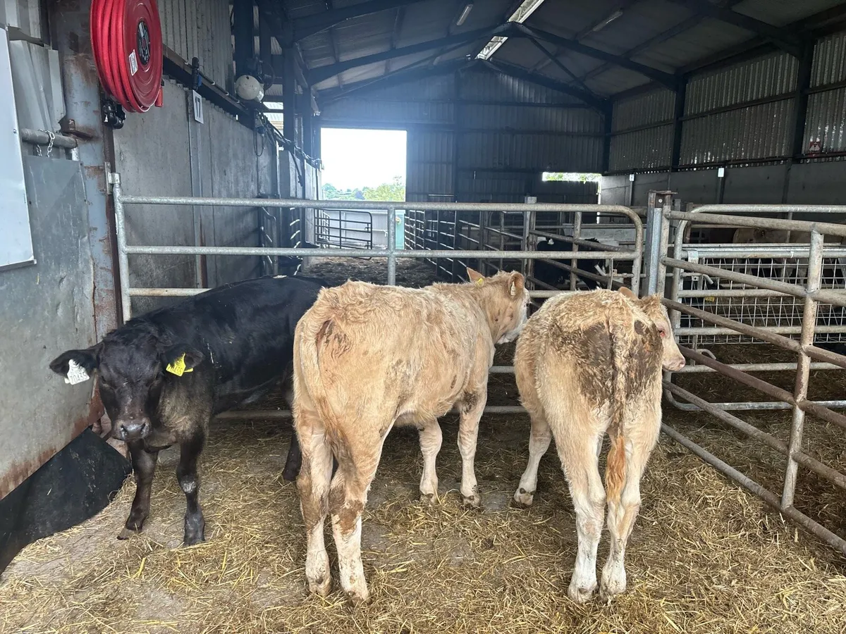 3 u grade continental weanling heifers - Image 3