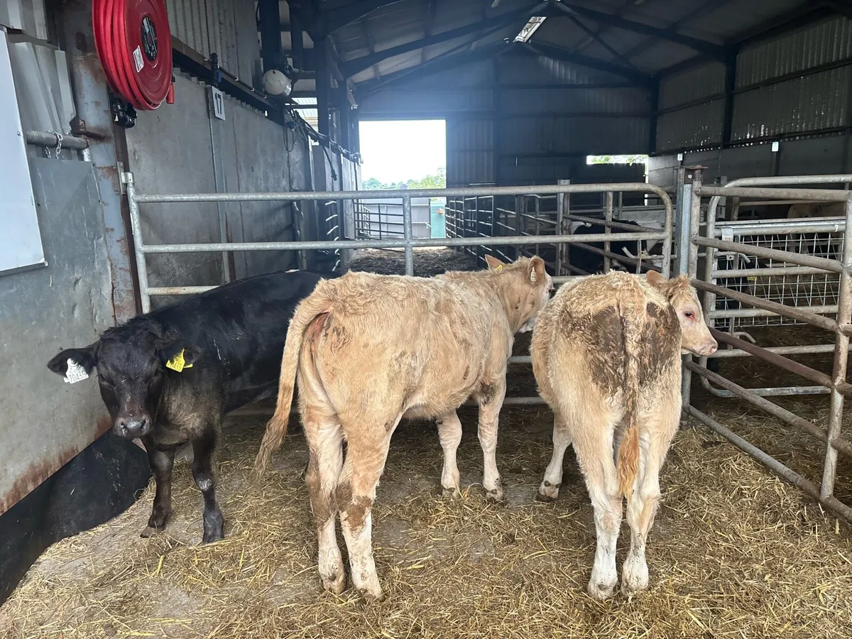 3 u grade continental weanling heifers - Image 4
