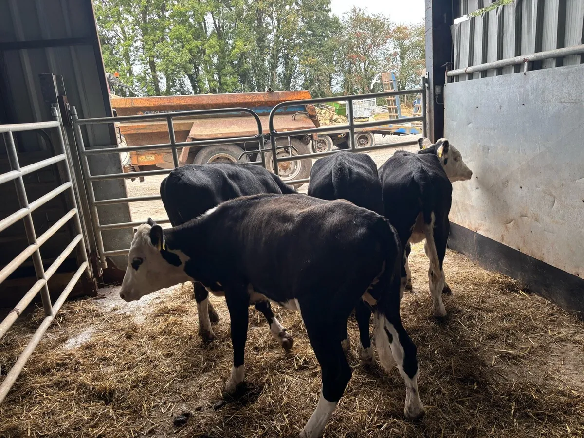 4 super Hereford weanling heifers - Image 2