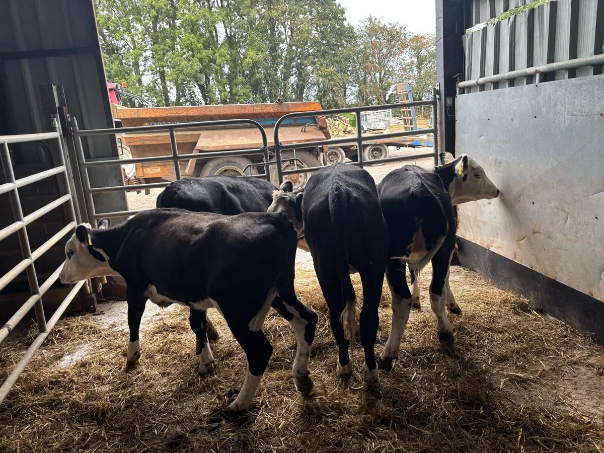 4 super Hereford weanling heifers - Image 3