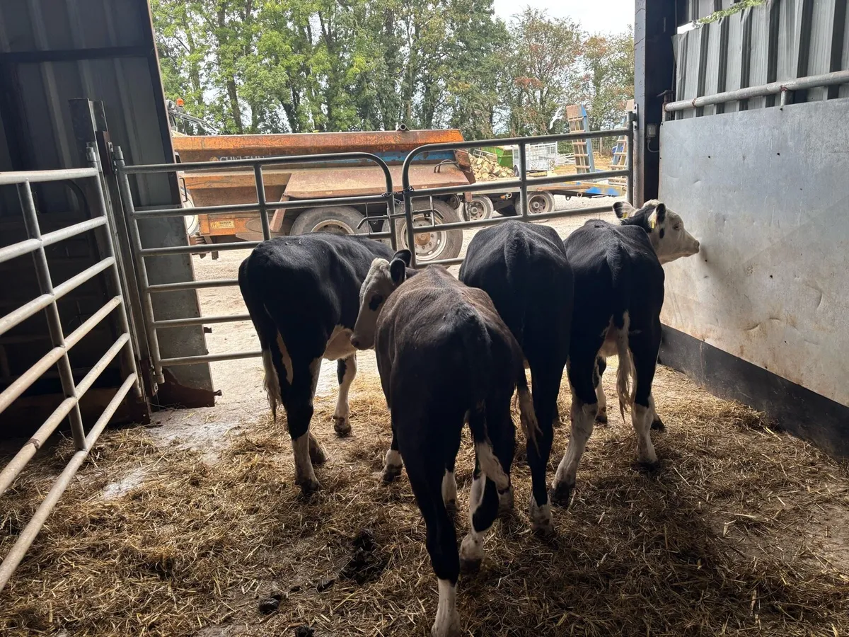 4 super Hereford weanling heifers - Image 4