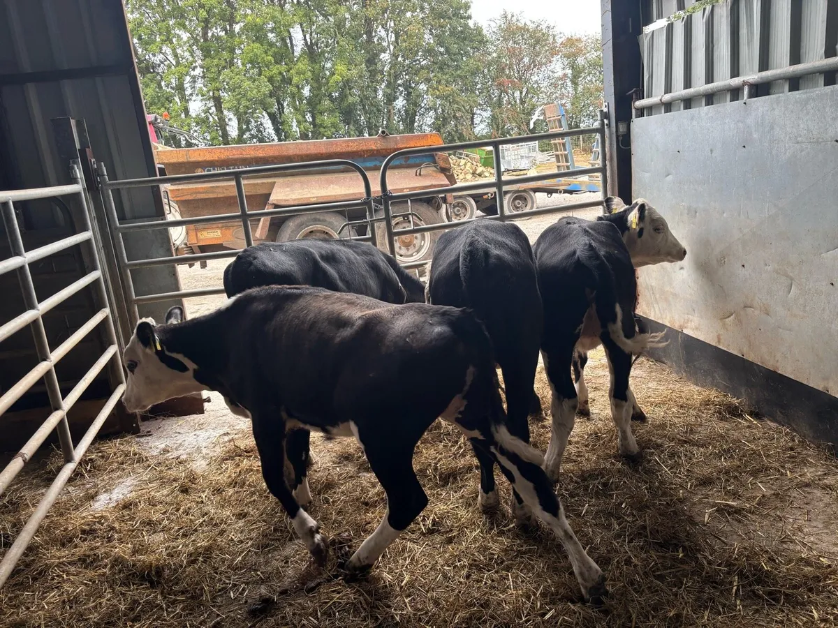4 super Hereford weanling heifers - Image 1