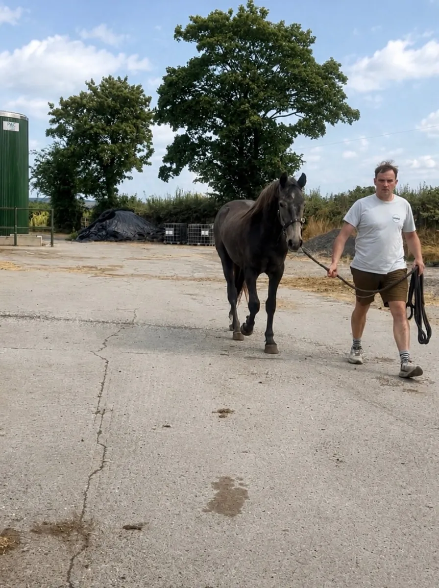 Class 1 Two year old Connemara gelding - Image 4