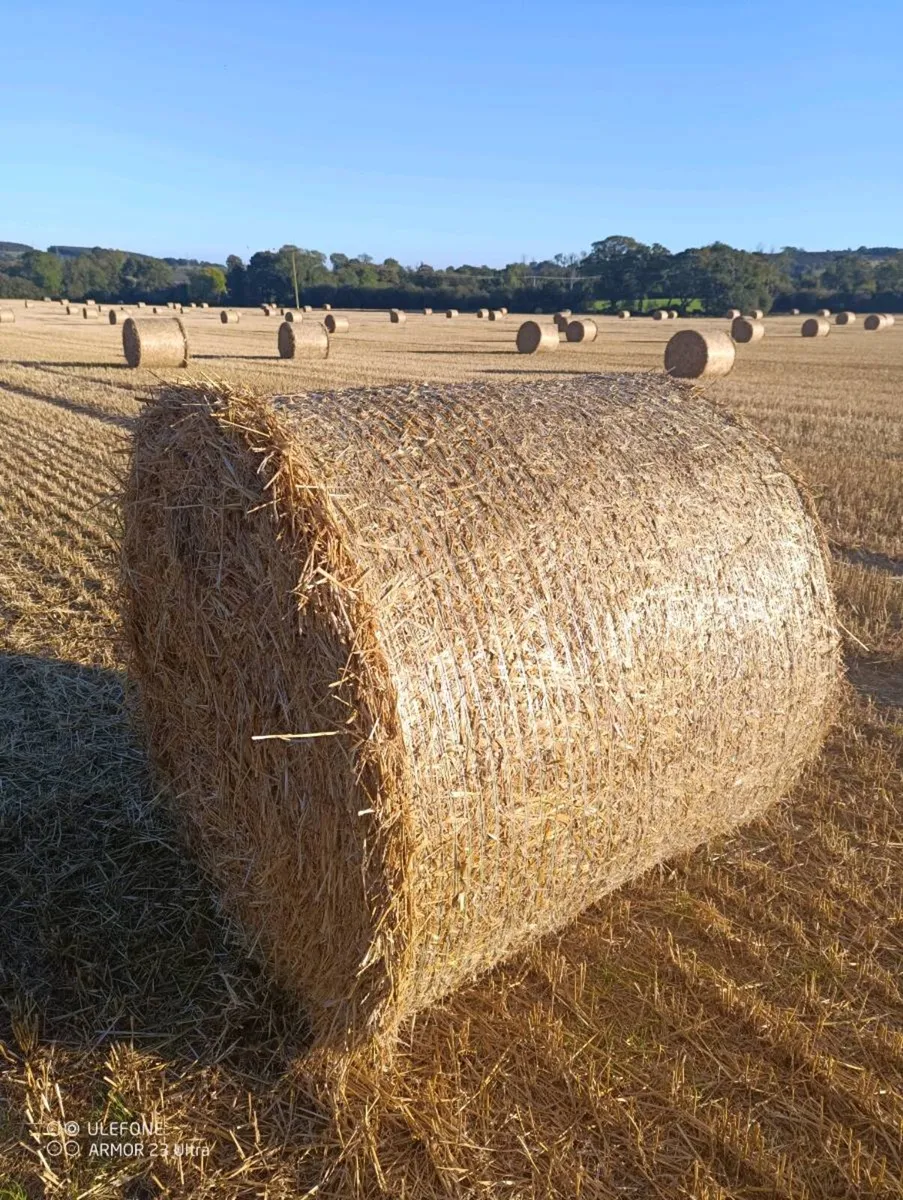 Wheaten Straw