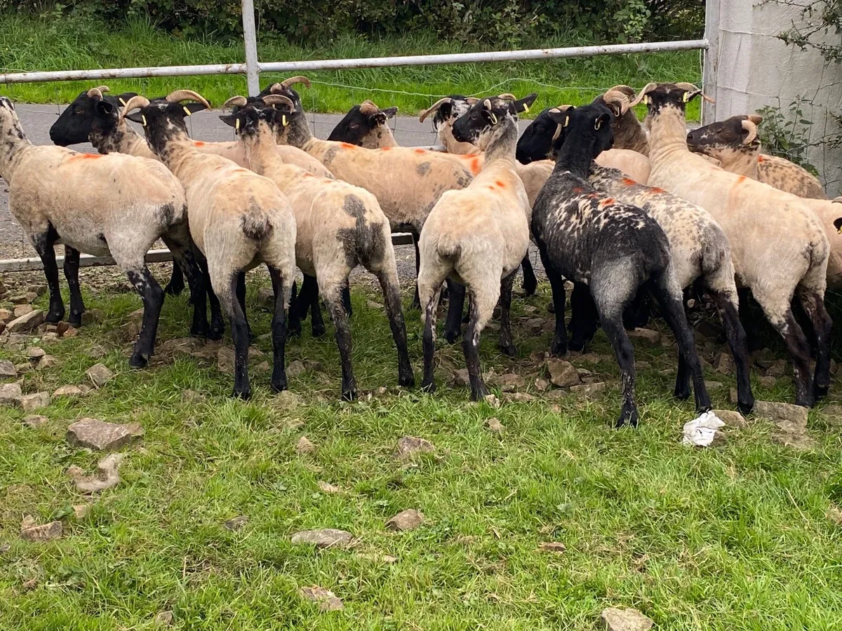 14 Lovely Suffolk Hoggets - Image 1