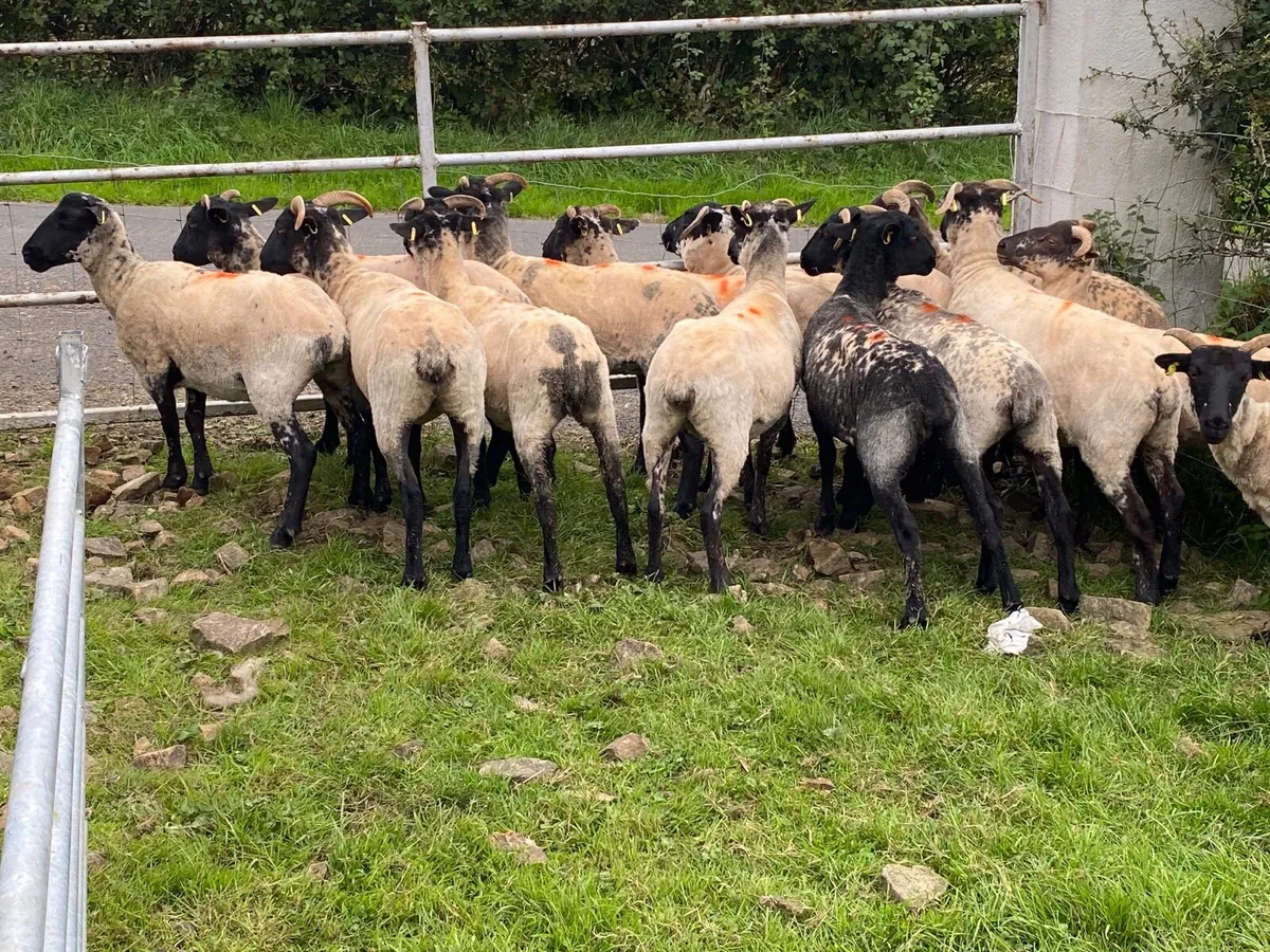 14 Lovely Suffolk Hoggets - Image 2