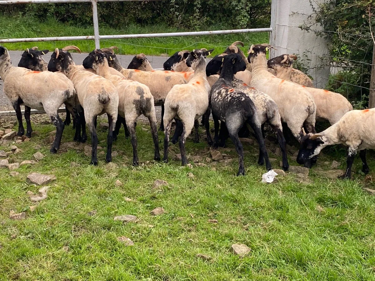 14 Lovely Suffolk Hoggets - Image 3