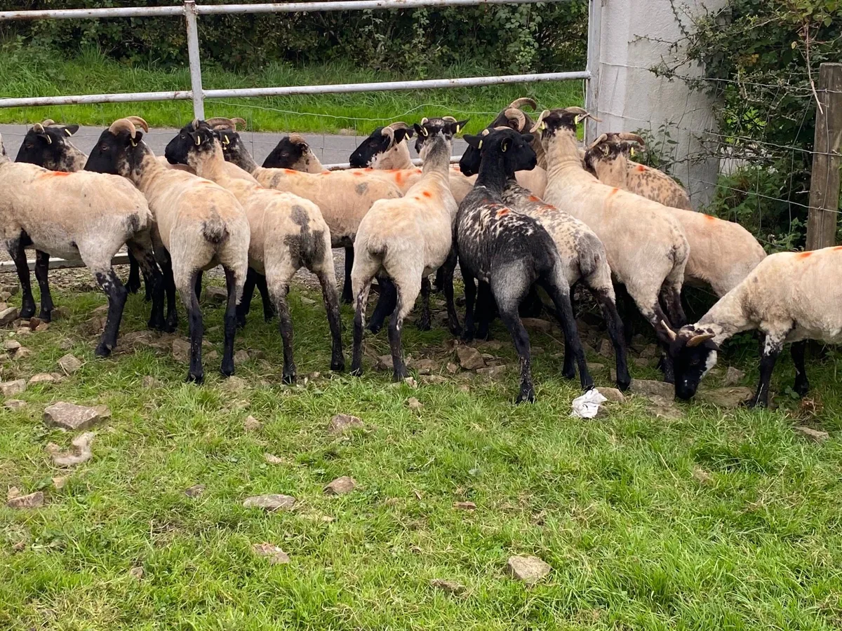 14 Lovely Suffolk Hoggets - Image 4