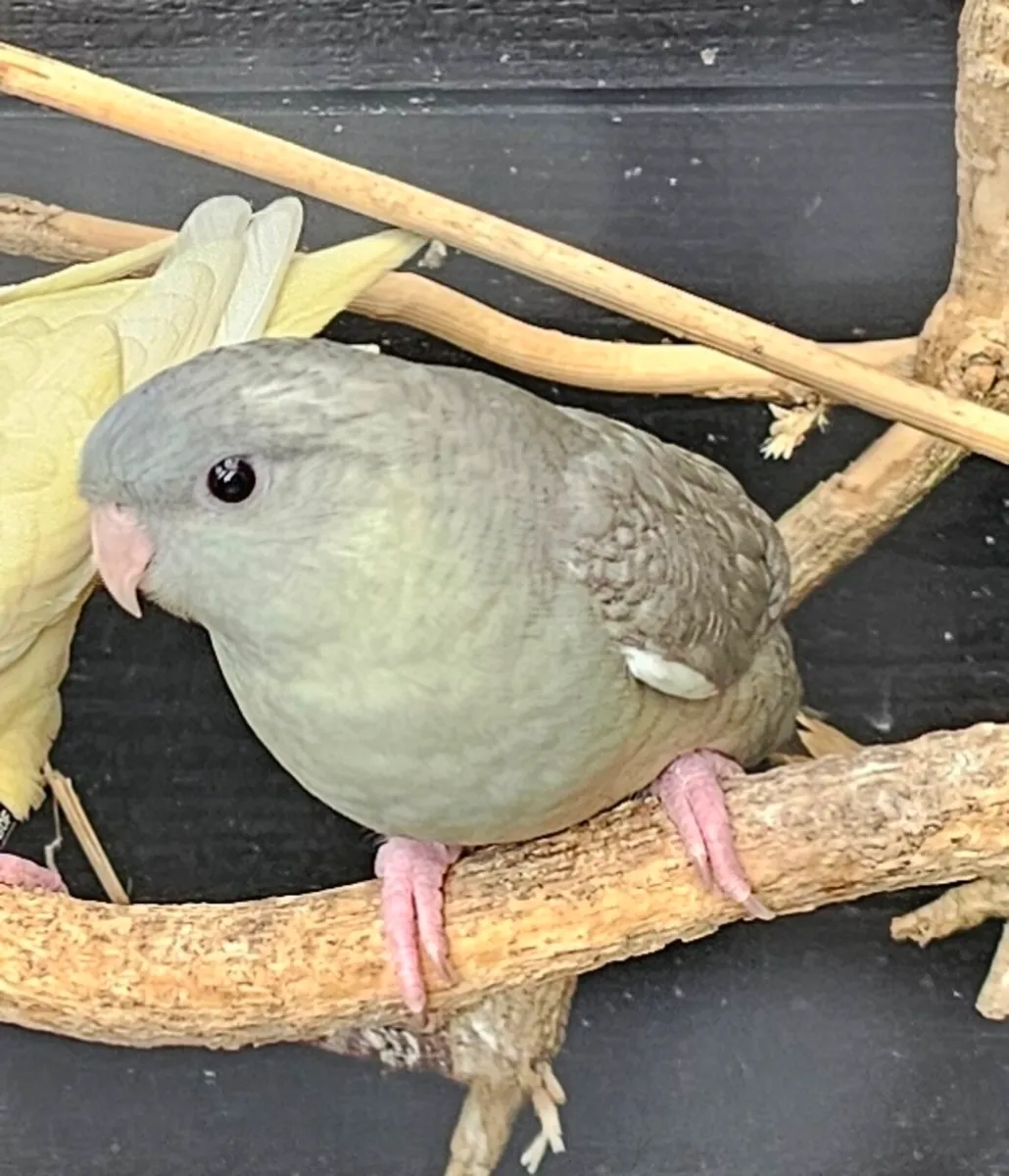 Java sparrow pair - Image 2