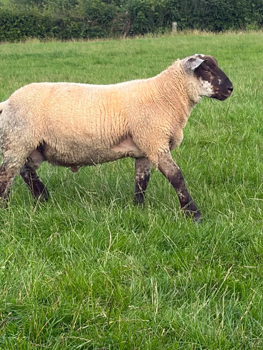💥QUALITY SUFTEX RAM LAMB💥