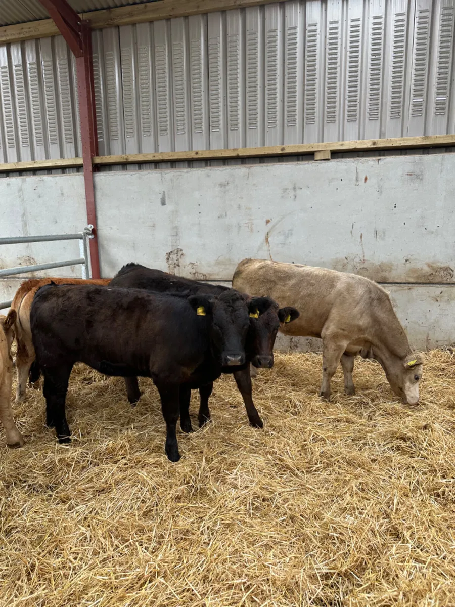 Heifers - Image 2