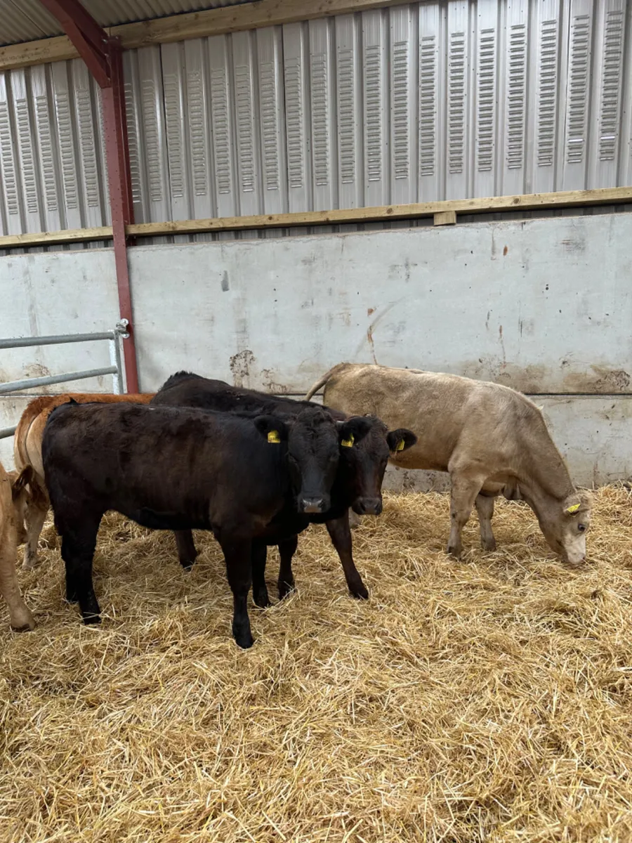 Heifers - Image 1