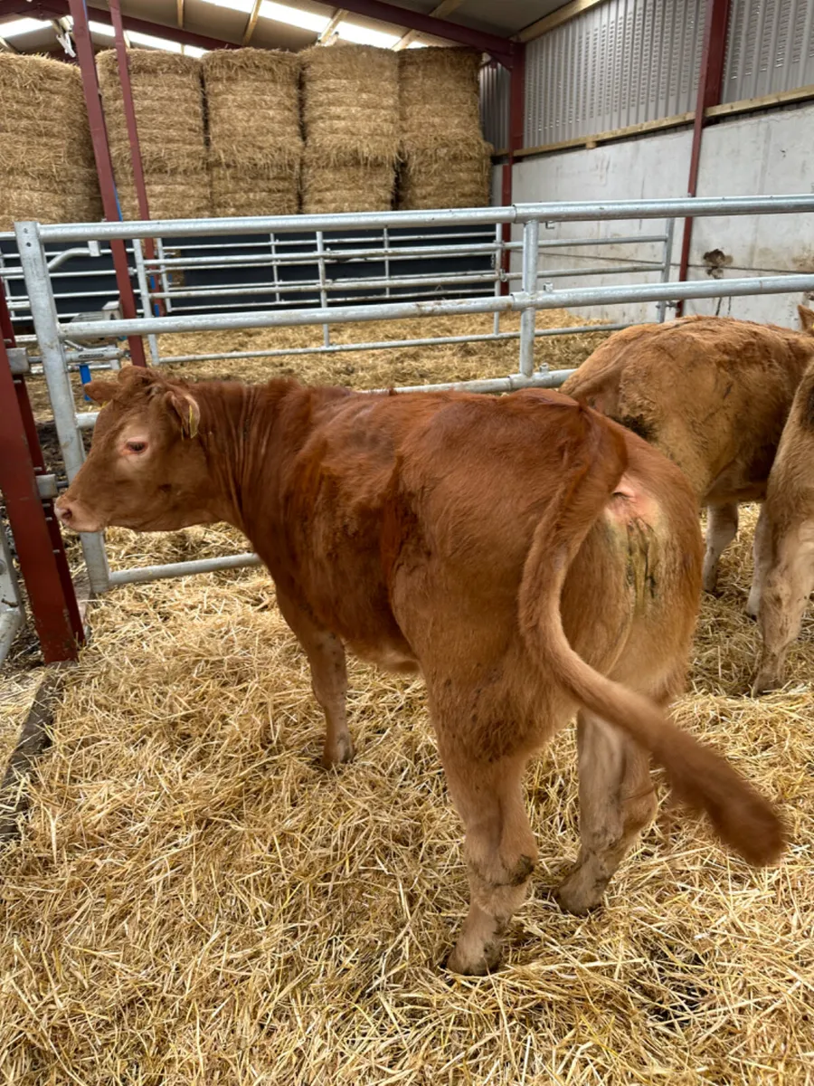 Heifers - Image 3