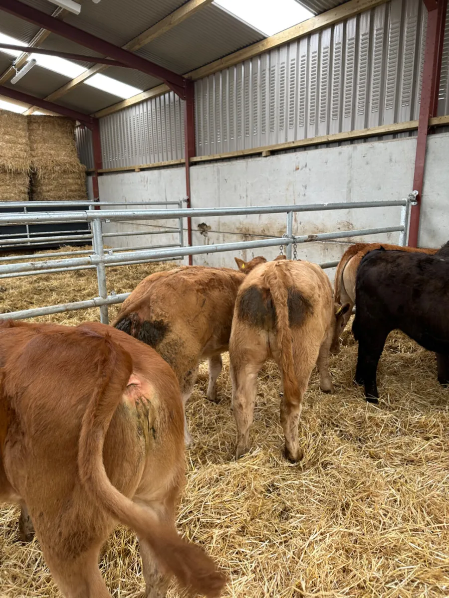 Heifers - Image 4