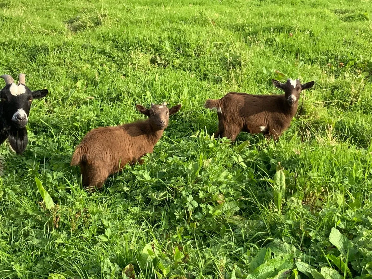 Pygmy goat - Image 1
