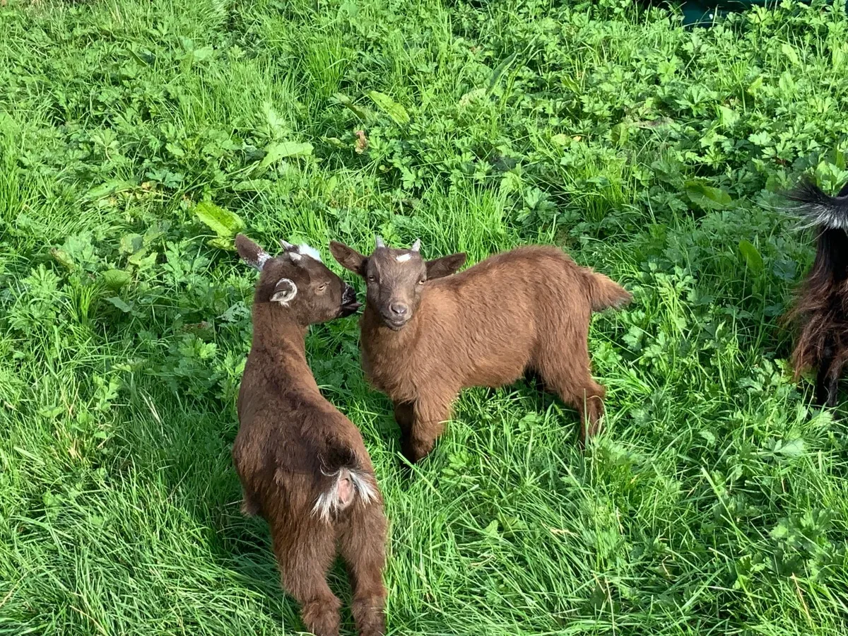 Pygmy goat - Image 2
