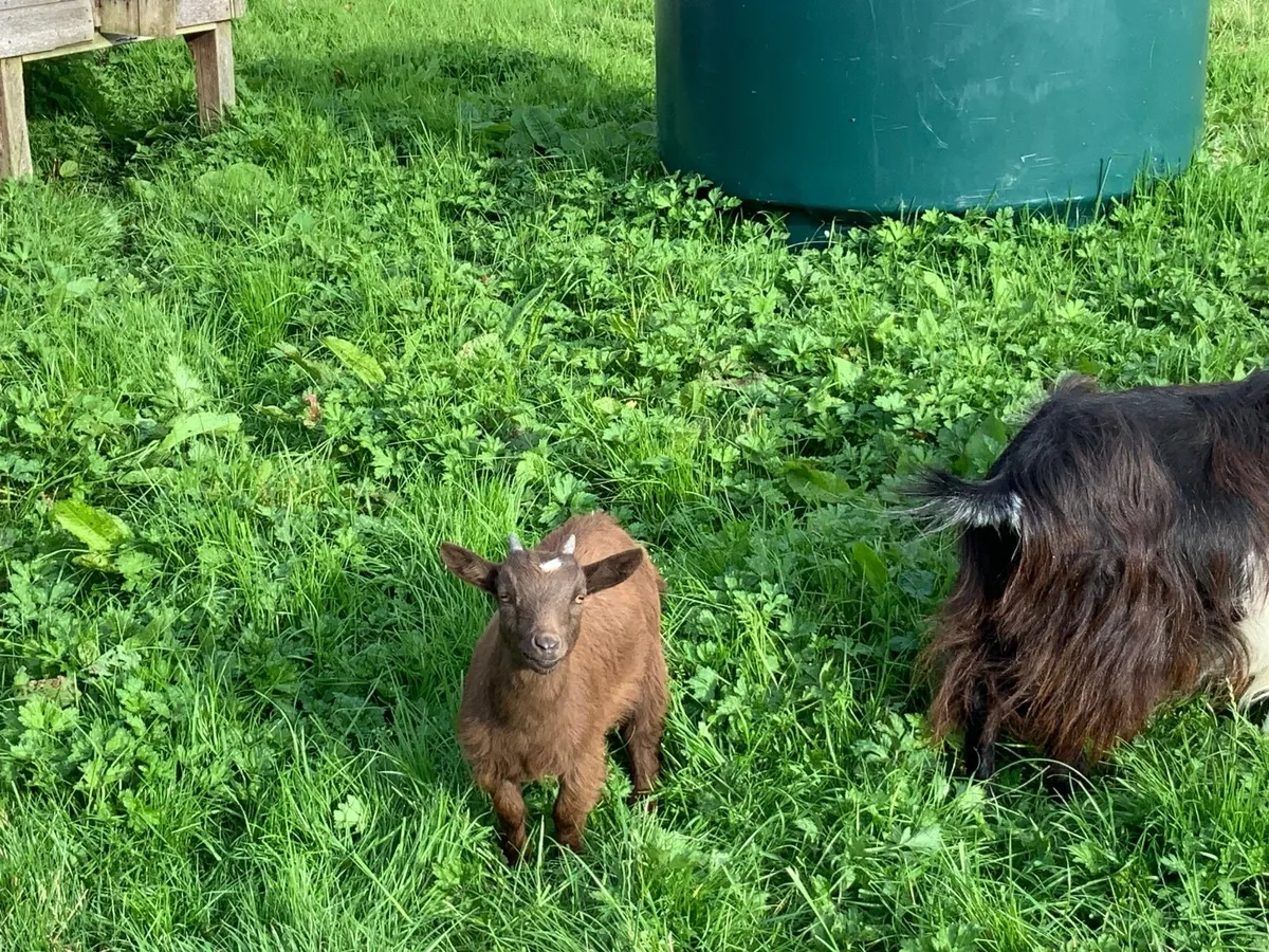 Pygmy goat - Image 3