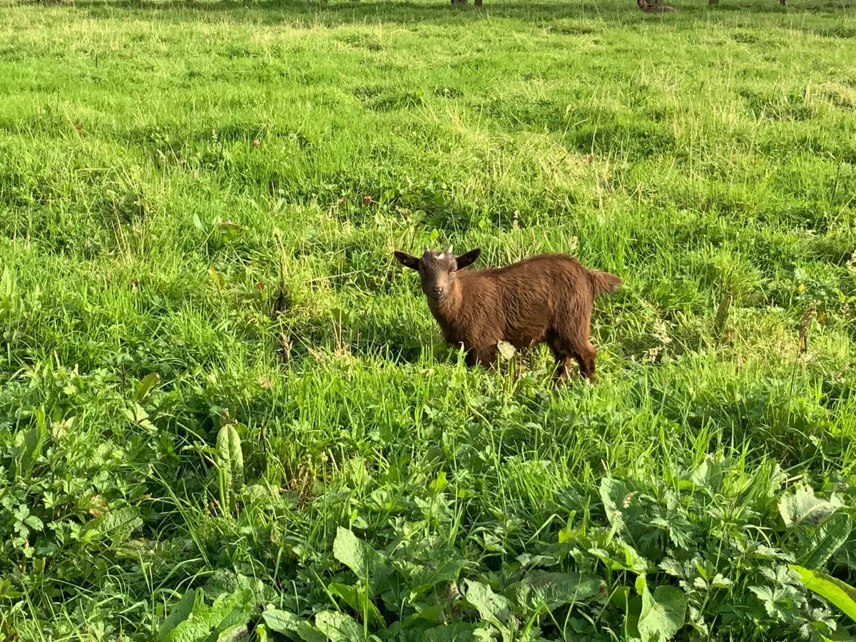 Pygmy goat - Image 4