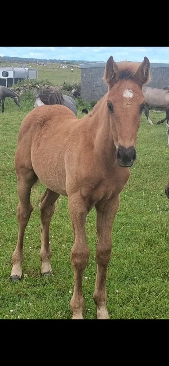 4 year old draught mare with foal - Image 2