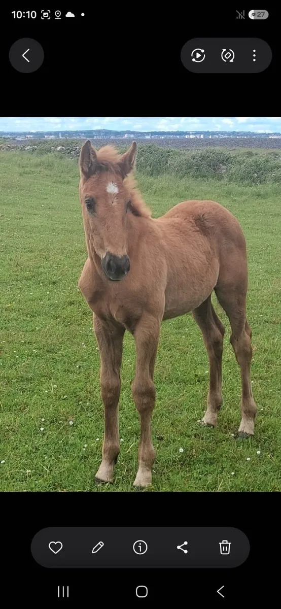 4 year old draught mare with foal - Image 3