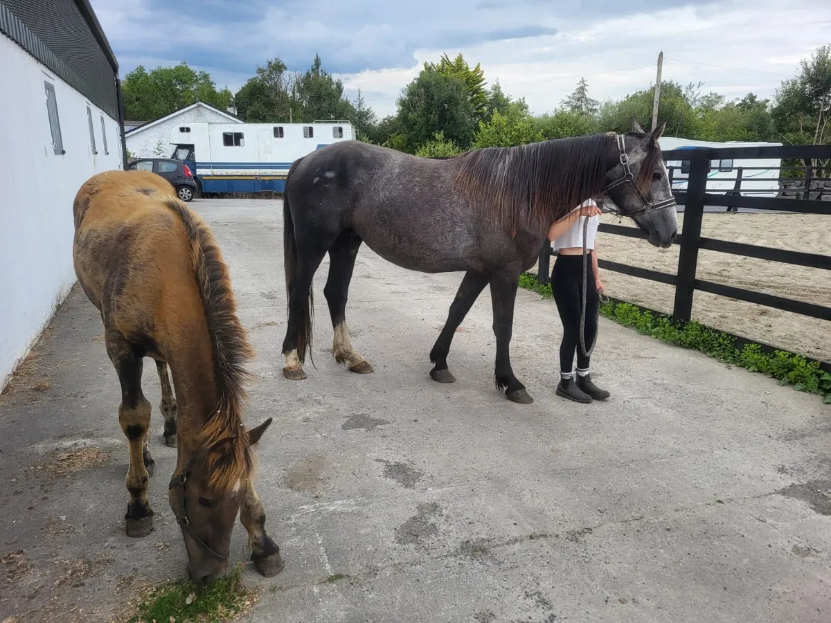 4 year old draught mare with foal - Image 4