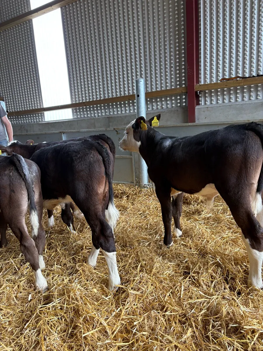 8 top quality Hereford/Angus bulls 2 months old - Image 1