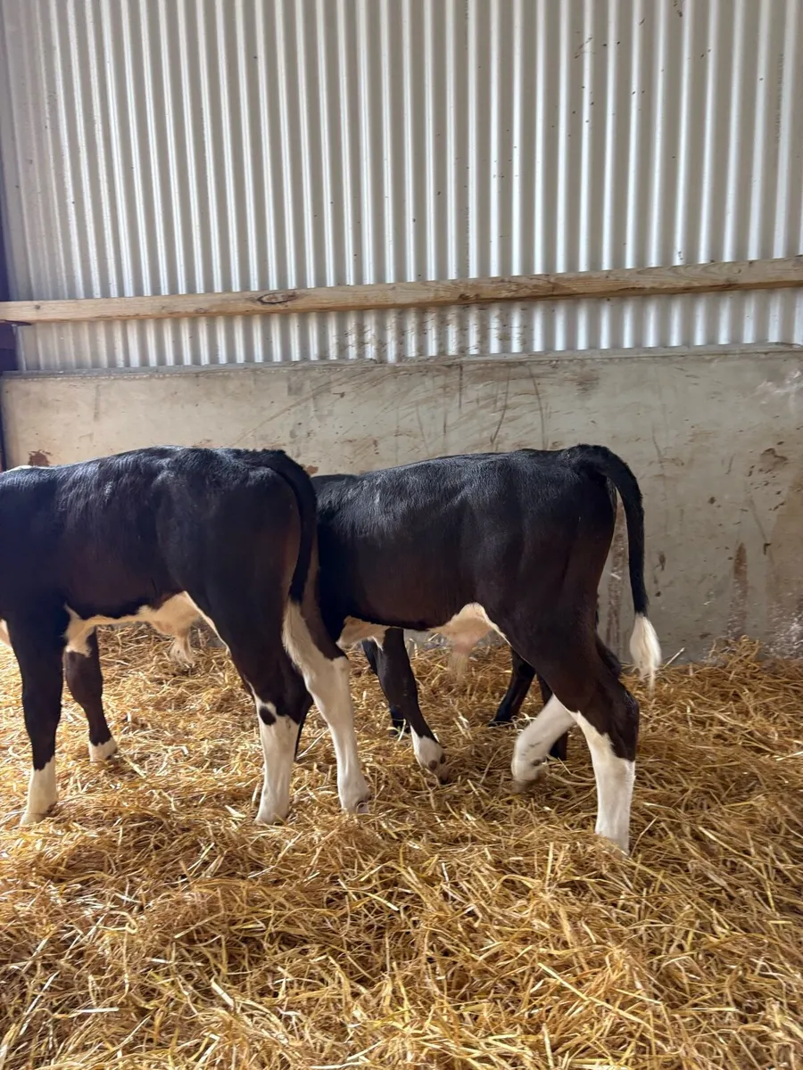 8 top quality Hereford/Angus bulls 2 months old - Image 3