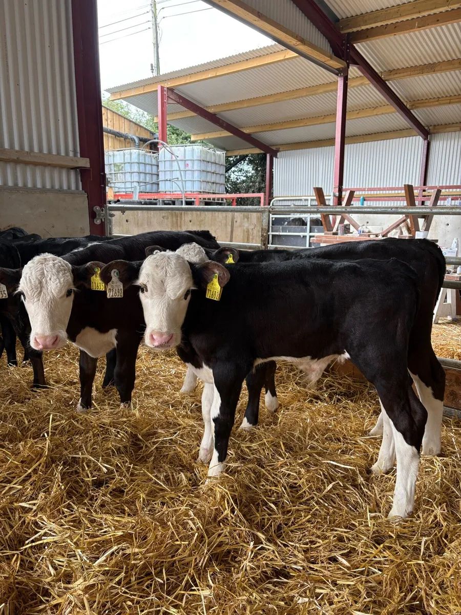 8 top quality Hereford/Angus bulls 2 months old - Image 2