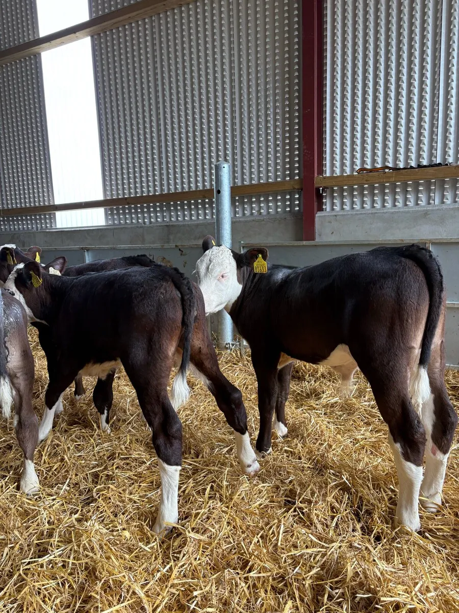 8 top quality Hereford/Angus bulls 2 months old - Image 4