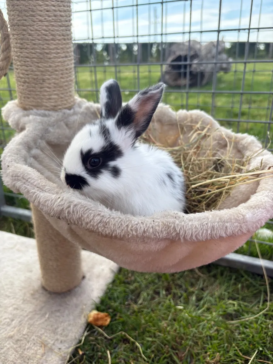 rabbits - Image 1
