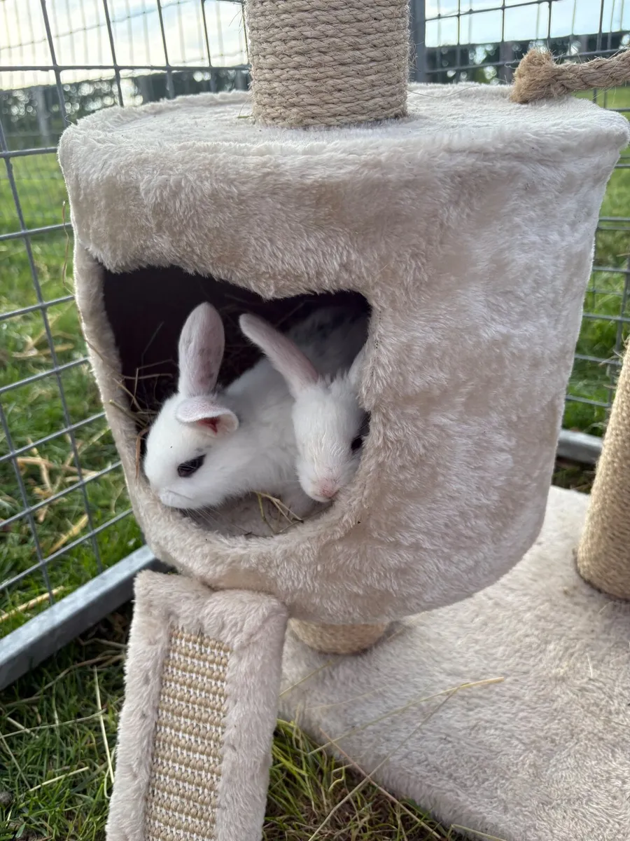 rabbits - Image 2