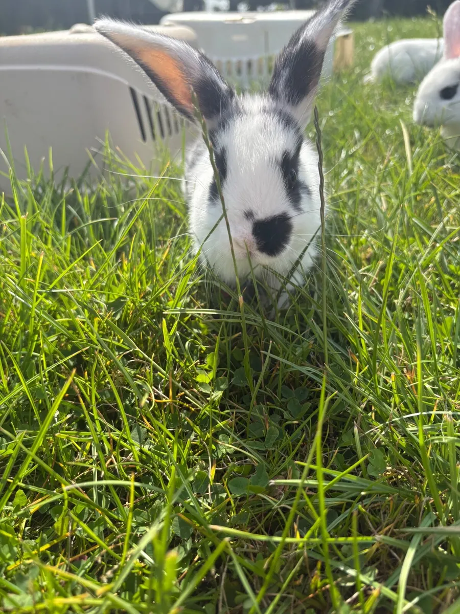 rabbits - Image 3