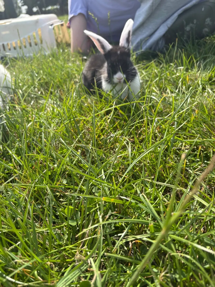 rabbits - Image 4