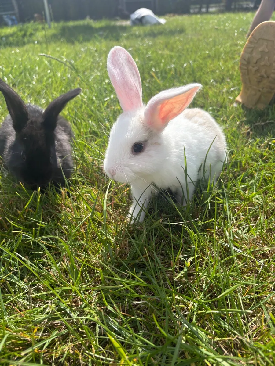 rabbits - Image 4