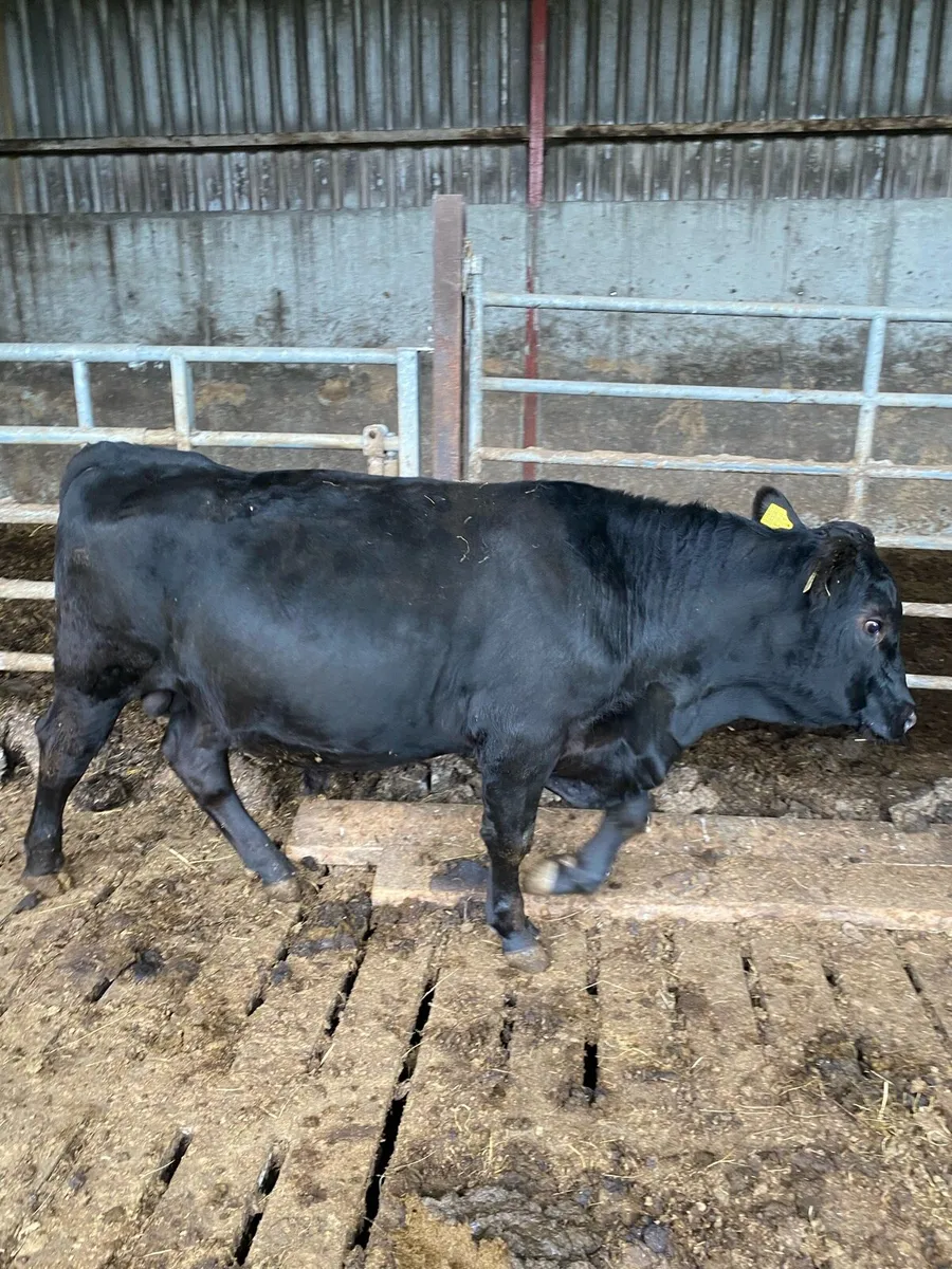 Top Quality Pedigree Aberdeen Angus Bulls - Image 1