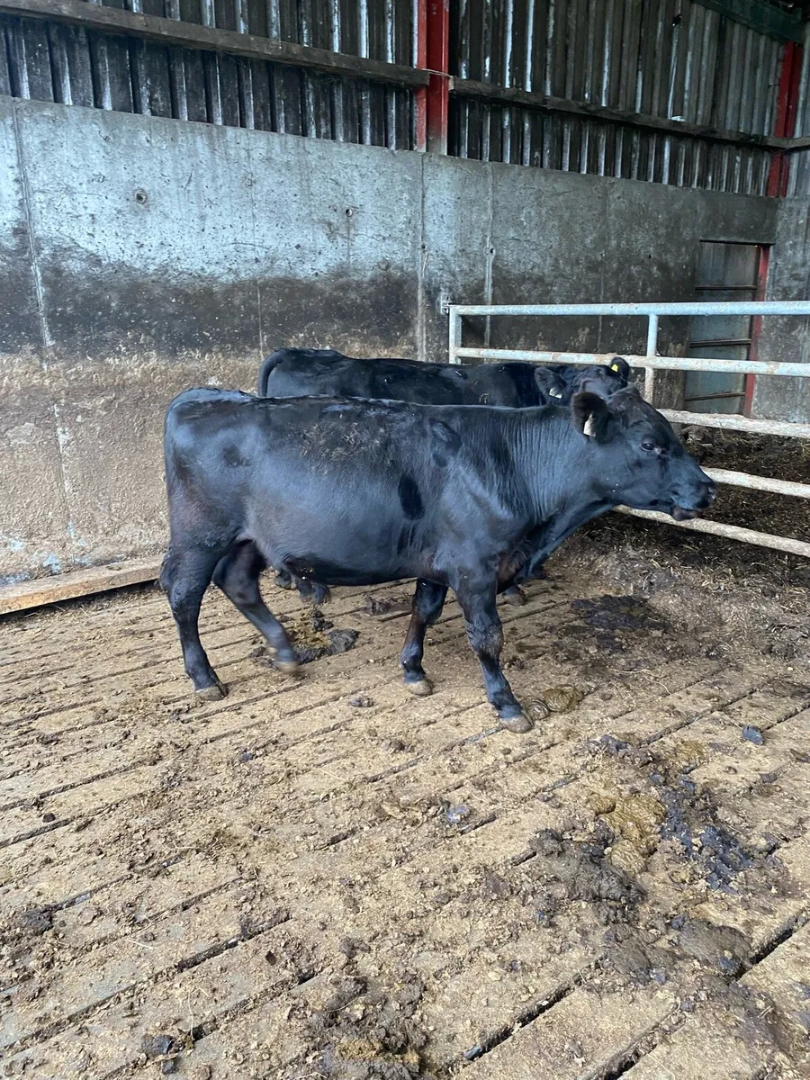 Top Quality Pedigree Aberdeen Angus Bulls - Image 3
