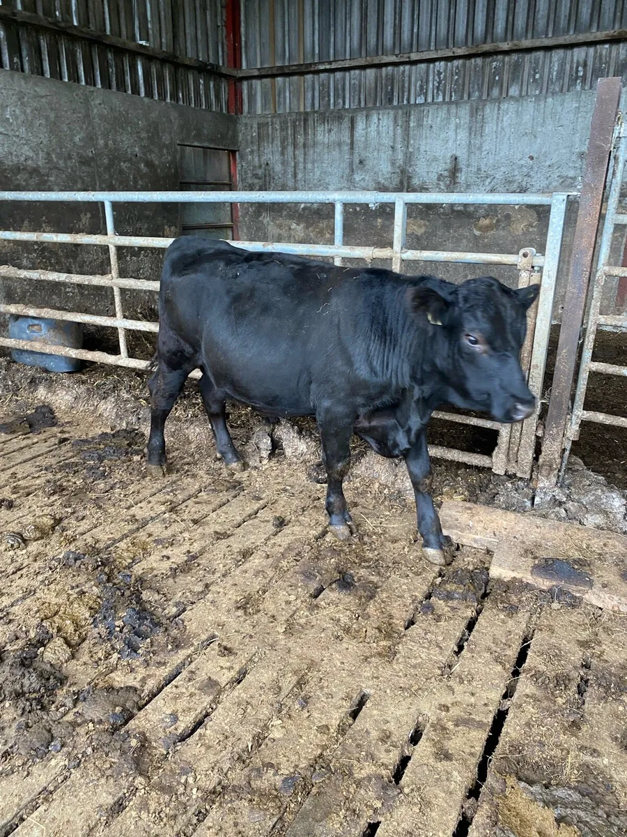 Top Quality Pedigree Aberdeen Angus Bulls - Image 2