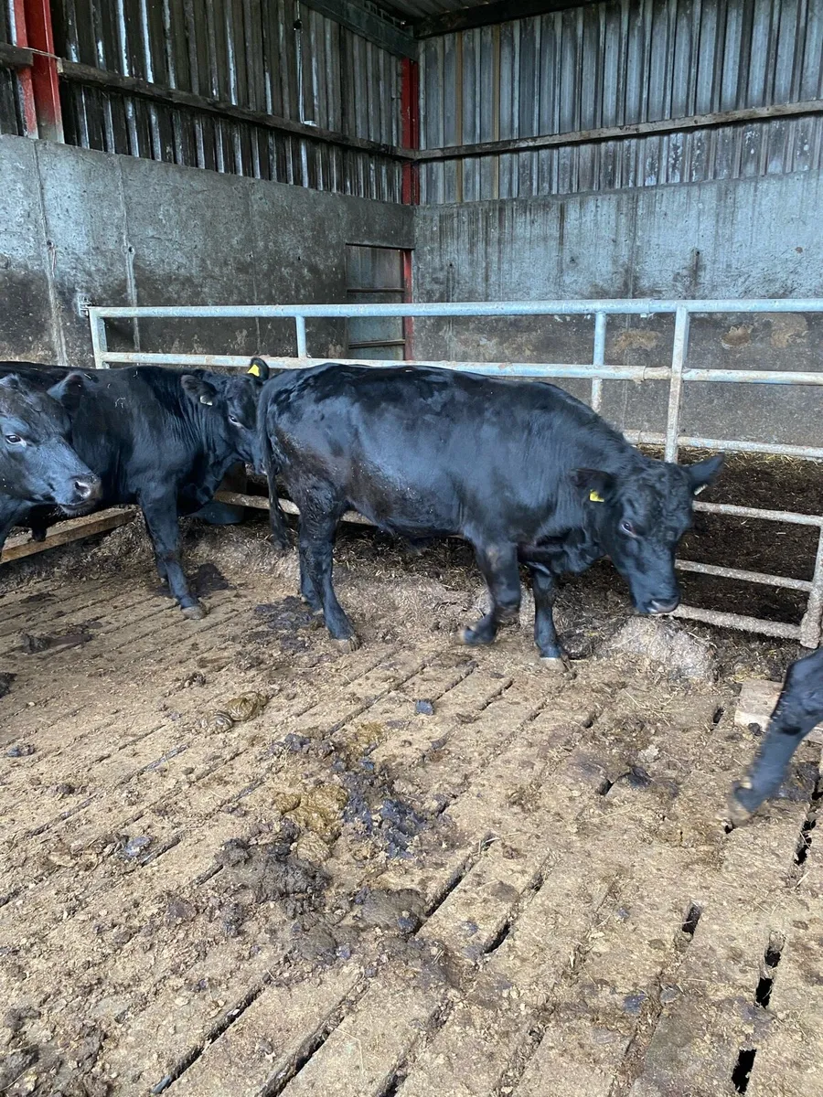 Top Quality Pedigree Aberdeen Angus Bulls - Image 4