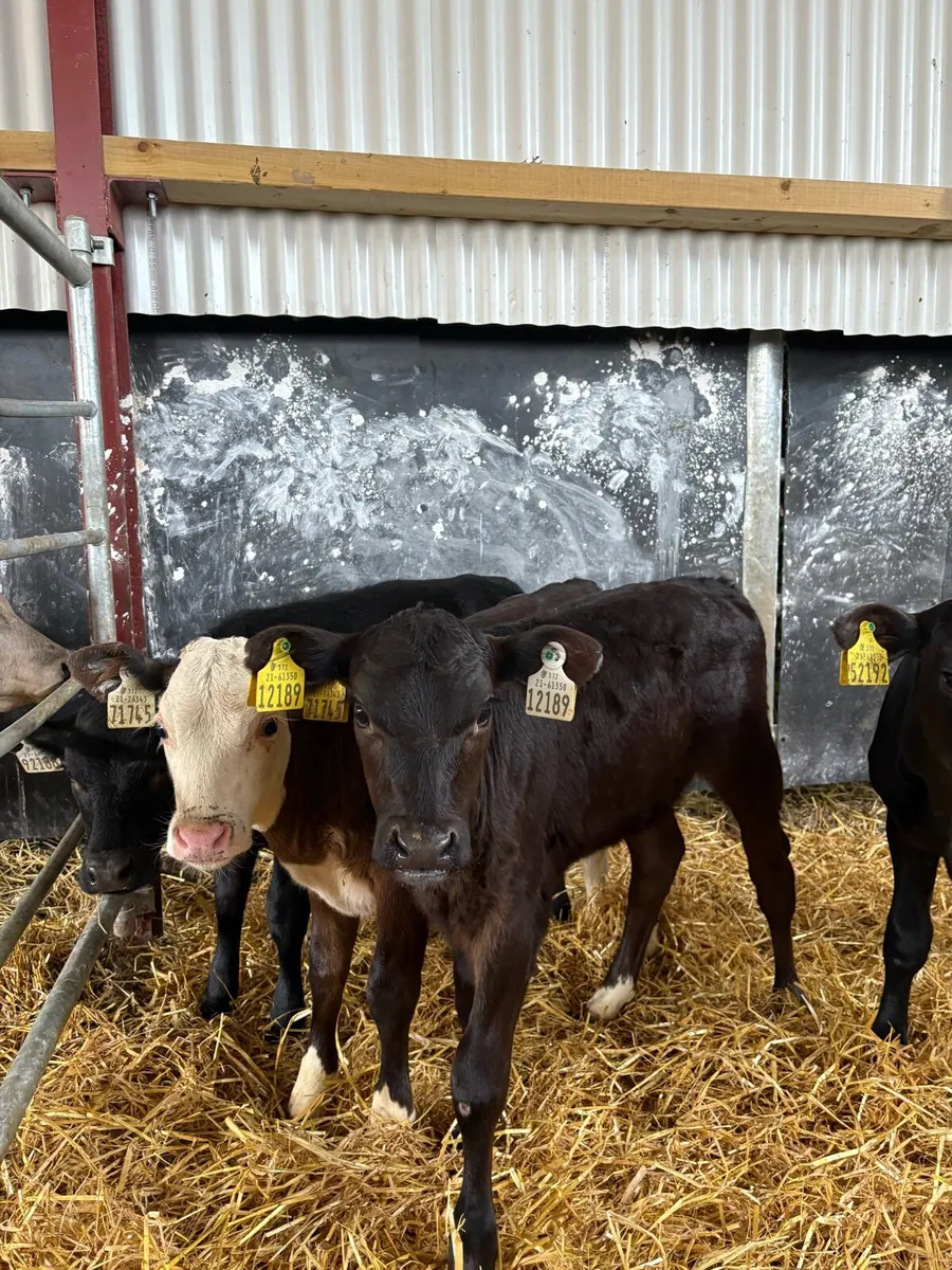 5 smashing heifer calves 6 weeks old - Image 1